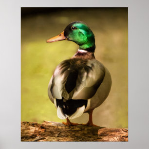 Mallard Anka Poster