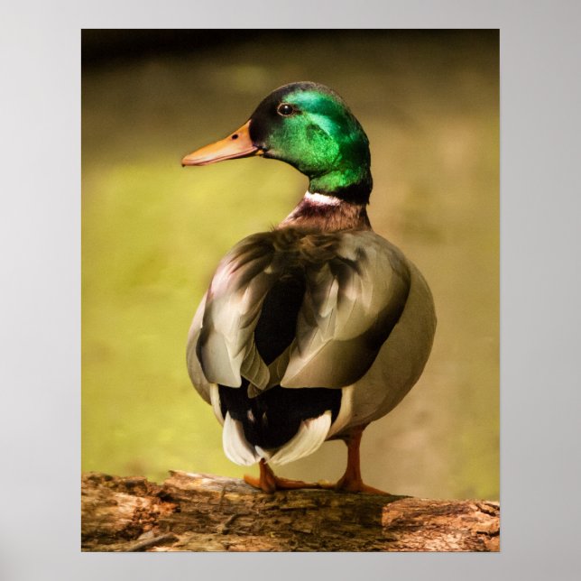 Mallard Anka Poster (Framsidan)