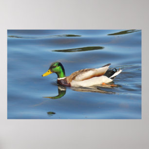 Mallard Anka Poster