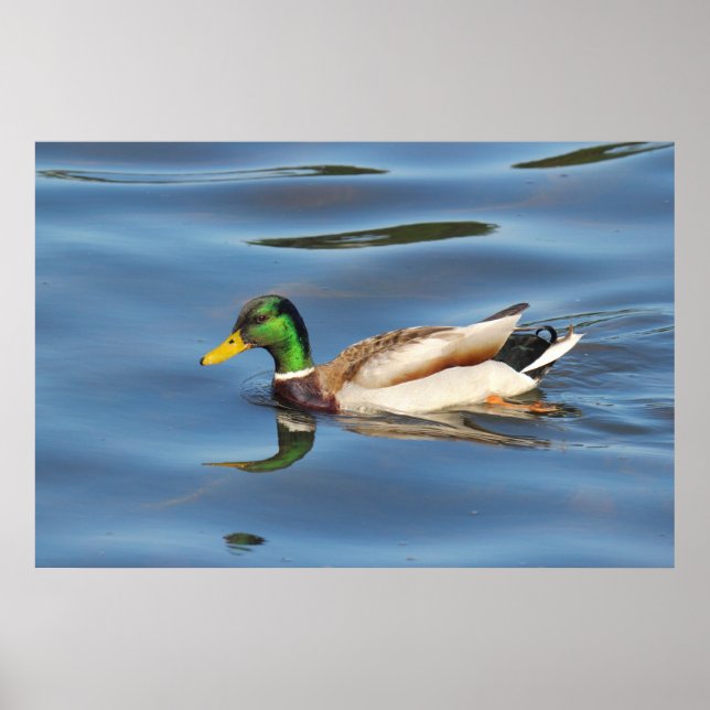 Mallard Anka Poster (Framsidan)