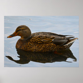 Mallard Anka Poster