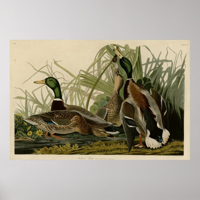 Mallard Anka Poster (Framsidan)