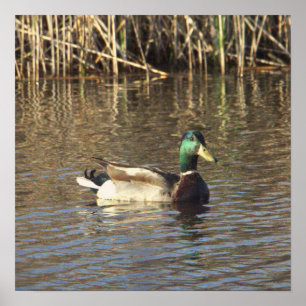 Mallard Anka Poster