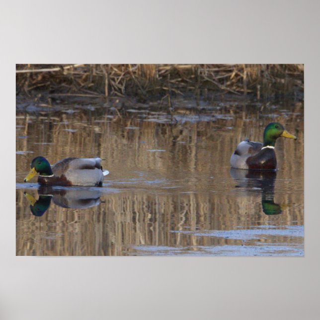 Mallard Anka Poster (Framsidan)