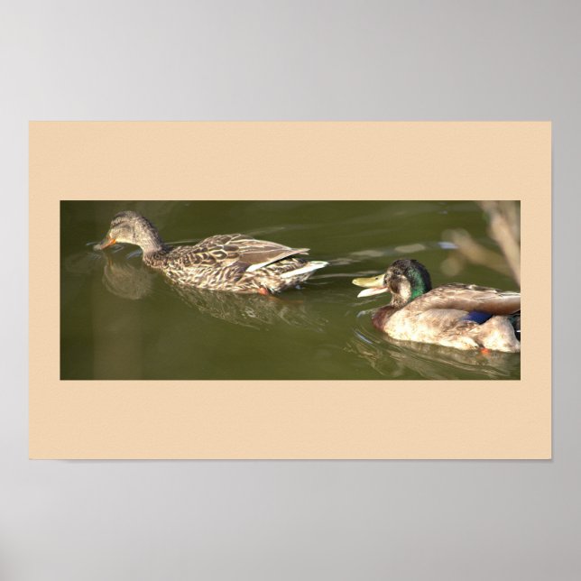 Mallard Anka Poster (Framsidan)