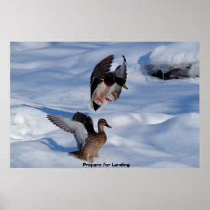 Mallard Anka Poster
