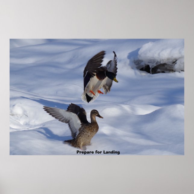 Mallard Anka Poster (Framsidan)
