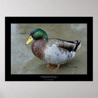 Mallard Anka Poster