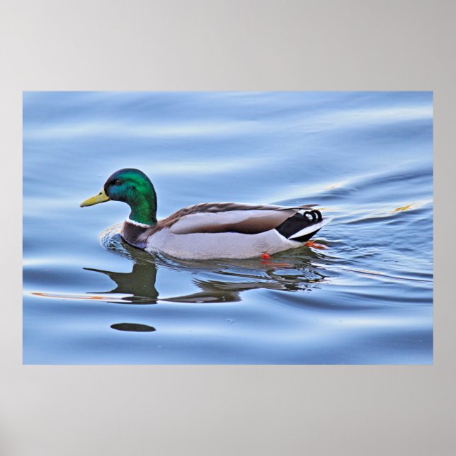 Mallard Anka Poster (Framsidan)