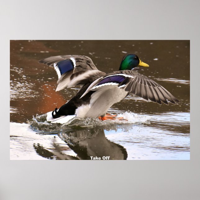 Mallard Anka Poster (Framsidan)