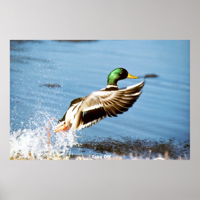 Mallard Anka Poster (Framsidan)