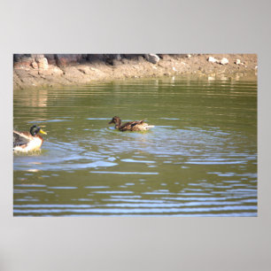 Mallard Anka Poster