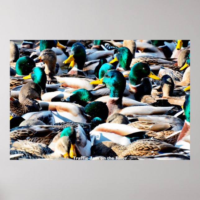 Mallard Anka Poster (Framsidan)