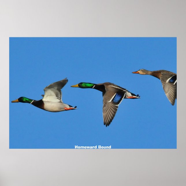 Mallard Anka Poster (Framsidan)