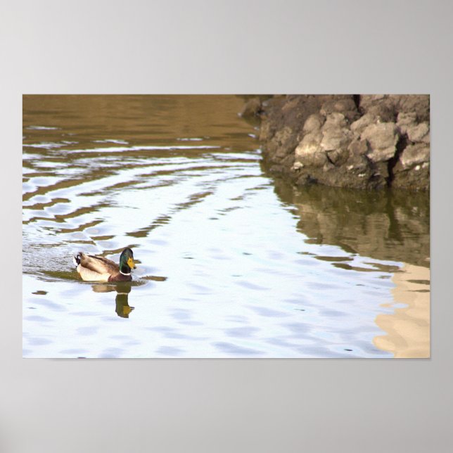 Mallard Anka Poster (Framsidan)