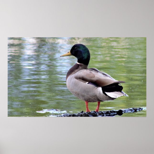 Mallard Anka Poster (Framsidan)