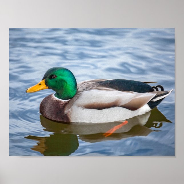 Mallard Anka Poster (Framsidan)