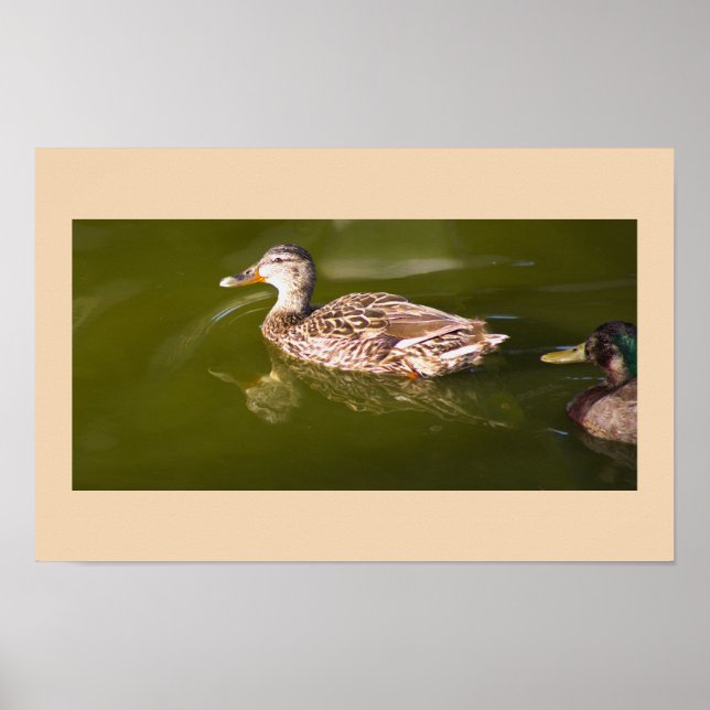 Mallard Anka Poster (Framsidan)