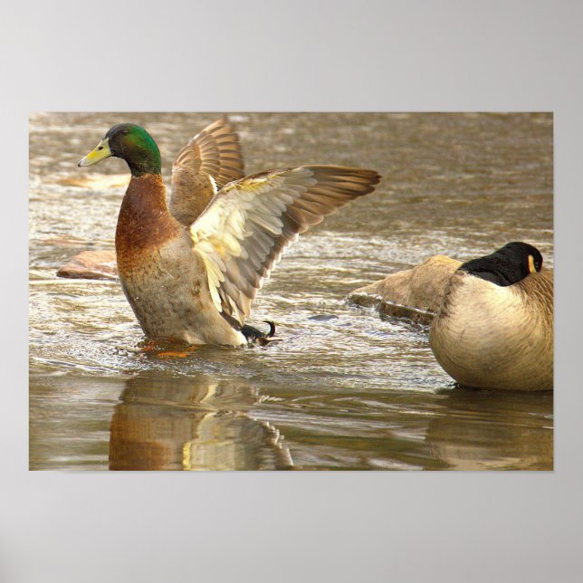 Mallard Anka Reflektion Foto Plakat Poster (Framsidan)