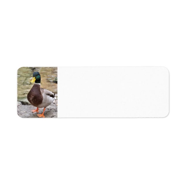 Mallard Anka Returadress Etikett (Framsidan)