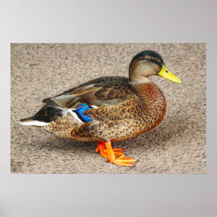 Mallard Anka. Roath Park Sjö, Cardiff, Wales Poster