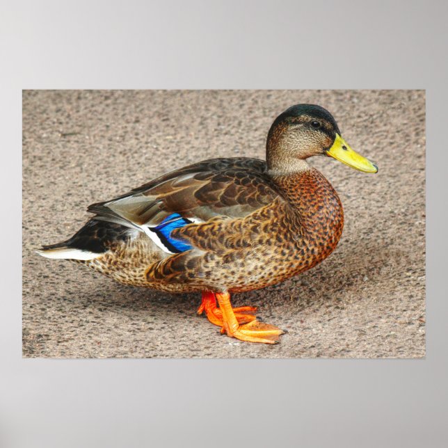Mallard Anka. Roath Park Sjö, Cardiff, Wales Poster (Framsidan)