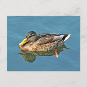 Mallard Anka, Roath Park Sjö, Cardiff, Wales. Vykort