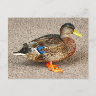 Mallard Anka. Roath Park Sjö, Cardiff, Wales Vykort