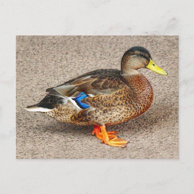Mallard Anka. Roath Park Sjö, Cardiff, Wales Vykort (Framsida)