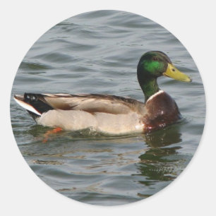 Mallard Anka Runt Klistermärke