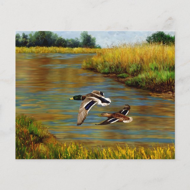 Mallard Anka som flyger över Pond (Framsida)