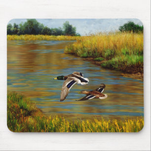 Mallard Anka som flyger över Pond Musmatta
