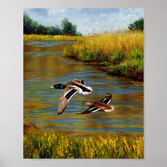 Mallard Anka som flyger över Pond Poster (Framsidan)