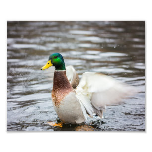 Mallard Anka som torkar sin Vingar - fotoutskrift Fototryck