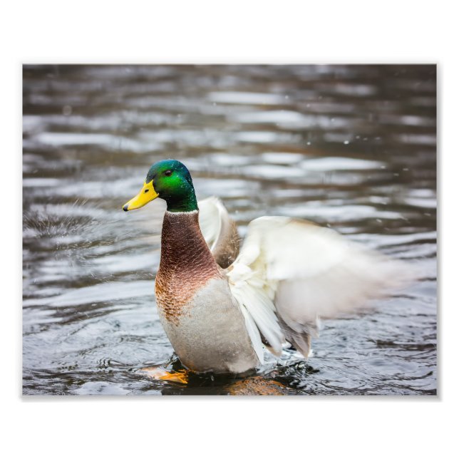 Mallard Anka som torkar sin Vingar - fotoutskrift Fototryck (Framsidan)