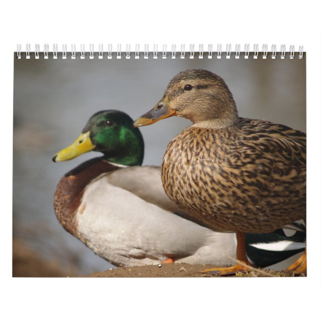 Mallard Anka Sportsmen Calendar Kalender (Omslag)