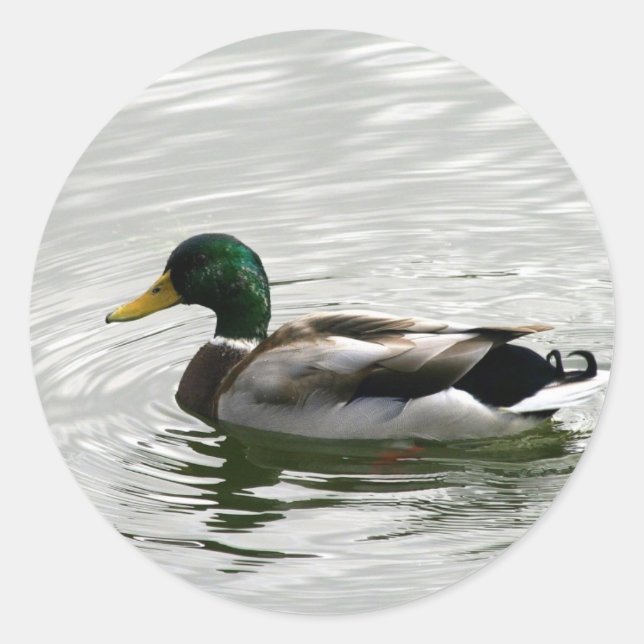 Mallard Anka Stickers Runt Klistermärke (Framsida)