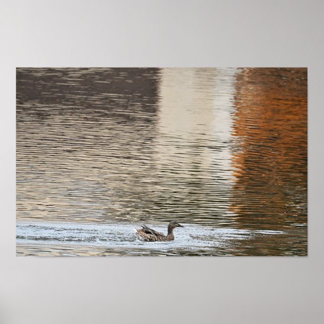 Mallard Anka Swimming Poster (Framsidan)