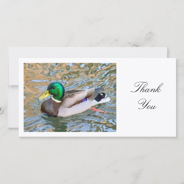 Mallard Anka - Tack Kort (Framsida)