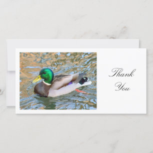 Mallard Anka - Tack Kort