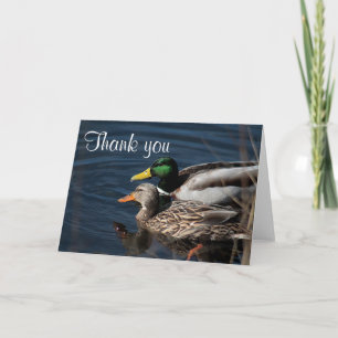 Mallard anka tack kort
