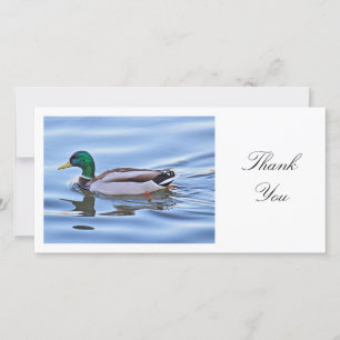 Mallard Anka - Tack Kort