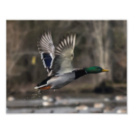 Mallard Anka tar bort utskrift Fototryck