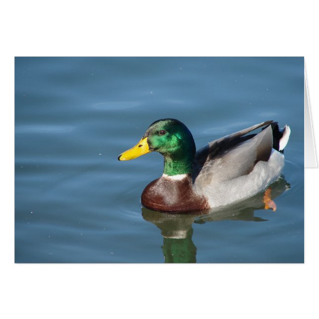 Mallard Anka Tillfällen Greeting Card Hälsningskort (Framsidan Horizontal)