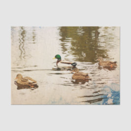 Mallard Anka Tissue Paper