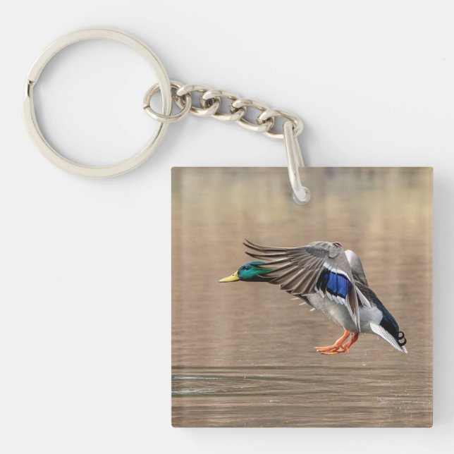 Mallard Anka under flygning (Framsidan)