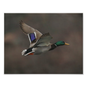 Mallard Anka under flygning - 1 Fototryck