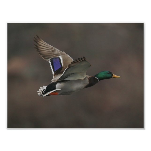 Mallard Anka under flygning - 1 Fototryck (Framsidan)