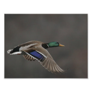 Mallard Anka under flygning - 2 Fototryck