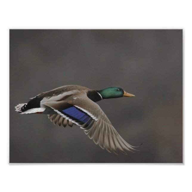 Mallard Anka under flygning - 2 Fototryck (Framsidan)
